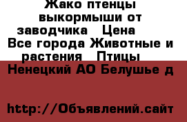 Жако птенцы выкормыши от заводчика › Цена ­ 1 - Все города Животные и растения » Птицы   . Ненецкий АО,Белушье д.